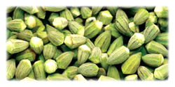 organic frozen okra in bulk packaging