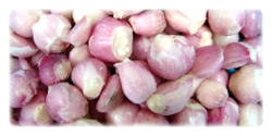 organic frozen shallots in bulk packaging